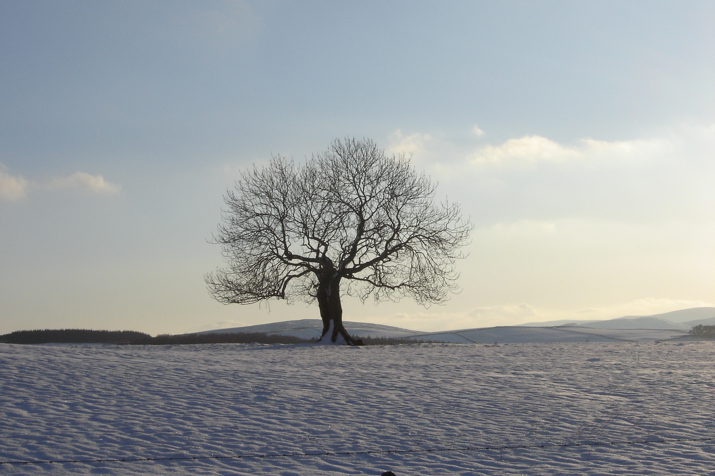 Image of solitary tree in a snow covered field