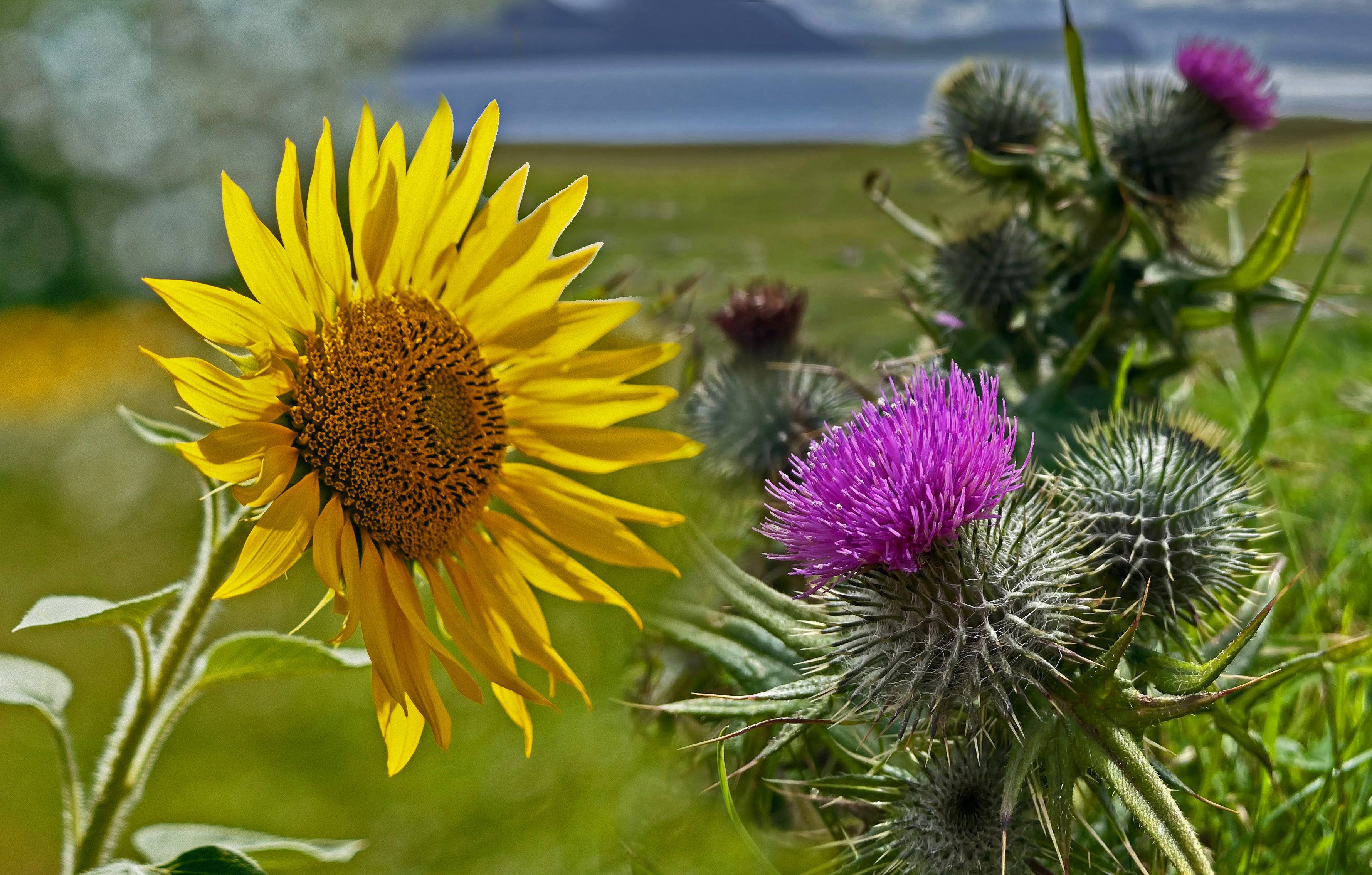 Montage of sunflower for Ukraine and thistle for Scotland